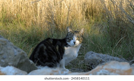 A feral cat hides in dry grass behind a stone and looks around warily - Powered by Shutterstock