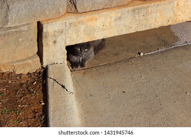 Feral Cat Hiding In Gutter- Trap Neuter And Return