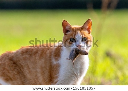 Feral cat holding rodent prey in mouth