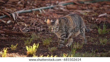 A feral cat in outback Australia.