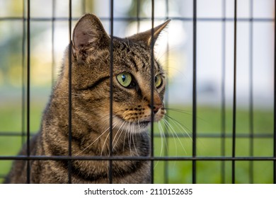 A Feral Cat Is Trapped In A Cage And Waiting For Adoption