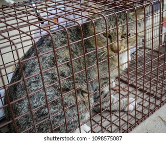 Feral Cat Trapped In Metal Cage 