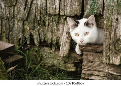 Feral Cats Live In An Abandoned Farmhouse