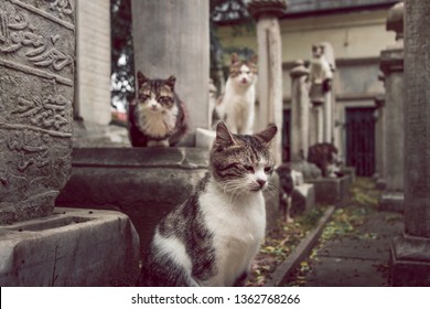 Feral cats on gravestones in cemetery, Istanbul, Turkey. Many wild stray cats sitting in front of tombstones, curiously looking into the camera. A lot of black and white cats guarding peace and quiet.