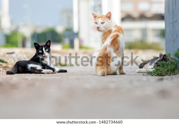 Feral cats resting together. Feral\
cats often live in colonies, groups of feral cats that live\
together in one territory, often near food sources and\
shelter.