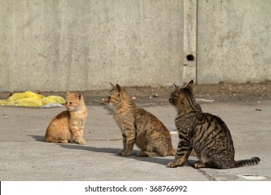 Feral Cats In Town