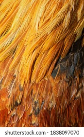 Feral Chicken Feathers Close-up, Kauai, Hawaii.