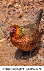 Feral Chicken, Kauai, Hawaii, USA.