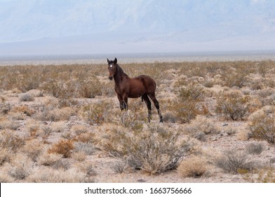 Feral Colt Roaming In The Mojave Desert Near Death Valley Junction, East Of Death Valley National Park.