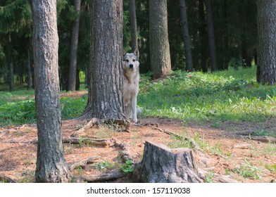 Feral Dog Hiding Behind A Tree