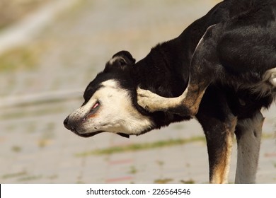 Feral Dog Scratching For Ticks And Fleas