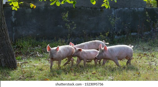 Feral Domestic Pigs Feed On The Gifts Of Nature. Potential Vectors African Swine Fever Virus.