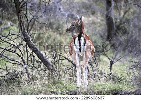 A feral European Fallow Deer (scientific name: Dama dama) at Crackenback, near Thredbo, in New South Wales, Australia.