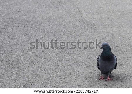 Feral european pigeon walking on pavement