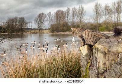 A Feral Or Free-range Domestic Cat Stalking Birds At Wildlife Sanctuary.