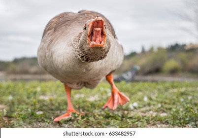 A feral goose at a park in Redding, California. He and his mate try to intimidate humans into giving them any food they may have - but they're harmless when they realize you won't take being bullied.