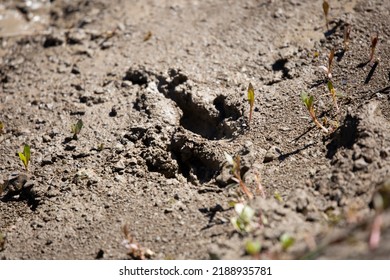 Feral Hog (Sus Scrofa) Track In The Mud