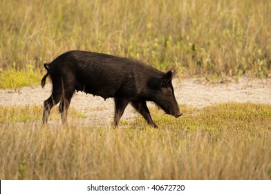 A Feral Hog Walking Through A Meadow In Florida