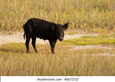 A Feral Hog Walking Through A Meadow In Florida