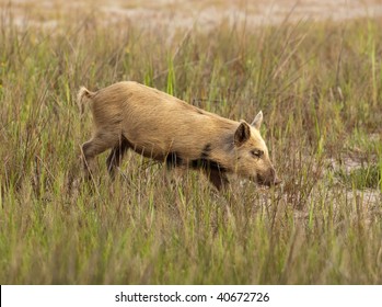 A Feral Hog Walking Through A Meadow In Florida