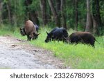 Feral hogs graze along a hiking trail in the Richland Creek wildlife management area in Texas.  