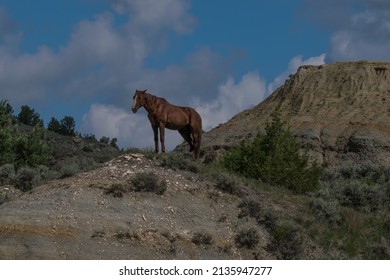 A Feral Horse In The Badlands Of Theodore Roosevelt National Park. 