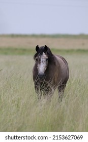 Feral Horse Moving Around A Grassy Field, South Africa