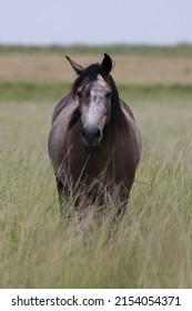 Feral Horse Moving Around A Grassy Field, South Africa