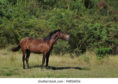 Feral Horse On Vieques Calling To His Companions.