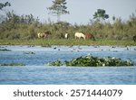 Feral horses in Dibru Saikhowa. They are descendants of Japanese Army horses which were left behind after Japanese Army was defeated.