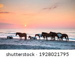 feral horses on the beach of Assateague early morning.