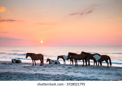 feral horses on the beach of Assateague early morning.