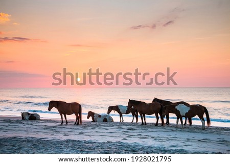 feral horses on the beach of Assateague early morning.