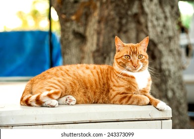 Feral Orange Tabby Cat