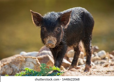 The Feral Pig or Razor back, these piglets were running around this semi dry river bed I just had to watch out for the parents 