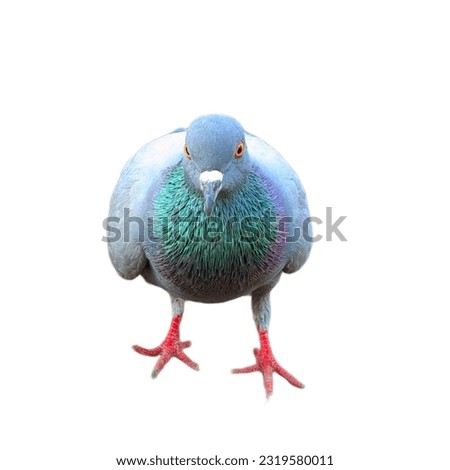 Feral pigeon

Birds
front face isolated on white background. 