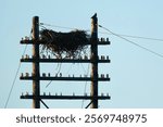 Feral Pigeon (Columba livia) perched next to large bird nest along The Narrows at Orillia during Winter