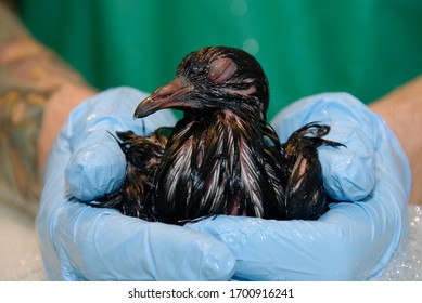 Feral Pigeon Covered In Oil Before Cleaning