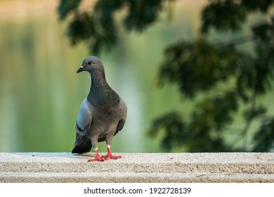 Feral Pigeon In The Park