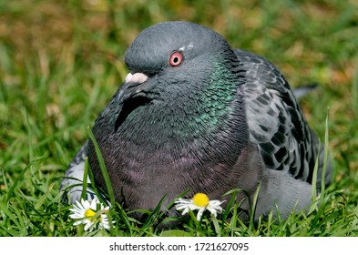Feral pigeon in urban garden taking advantage of warm weather.