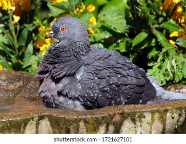 Feral pigeon in urban garden taking advantage of warm weather.