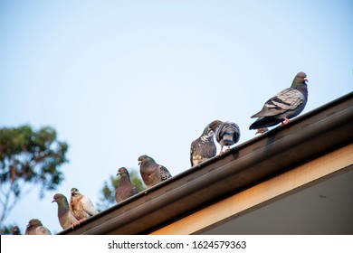 Feral pigeons sitting on the roof of a house. - Powered by Shutterstock