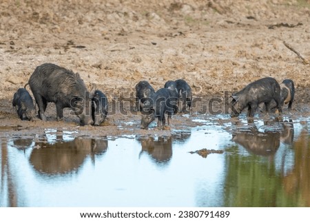Feral pigs drinking at a muddy billabong at Cape York, Queensland, Australia.