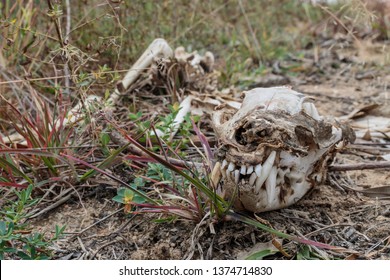 A Feral Red Fox Skeleton At Kambah Pool Reserve, Canberra, Australia During A Morning Of April 2019