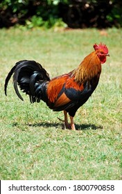 Feral Red Jungle Chicken On Kauai, Hawaii