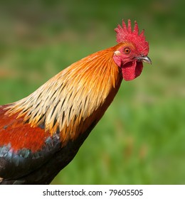 A Feral Rooster Chicken Portrait In Kauai, Hawaii