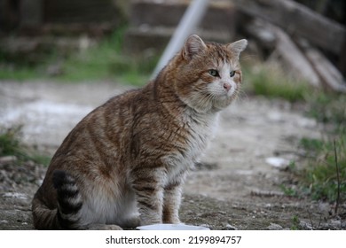 Feral Senior Cat With Huge Chubby Cheeks