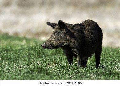 Feral Sow