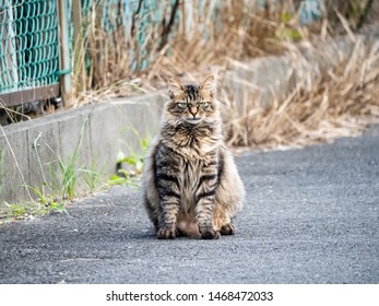 A feral stray cat sits on a country road beside a farm in central Japan.
