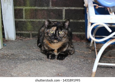 Feral Tortoiseshell Cat Trap Neuter Return